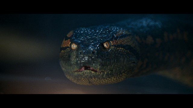 Close-up of a large serpent with dark scales and distinctive markings, set against a dim background.