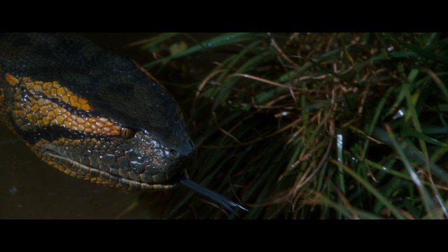 Close-up of a snake in shallow water, with visible grass in the background.