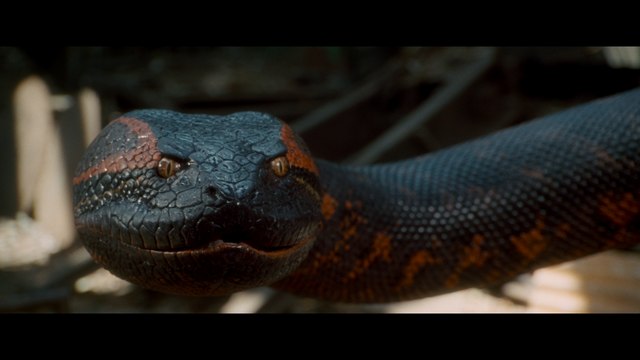 Close-up of a large snake with distinctive scales and colors, showcasing its head and upper body.